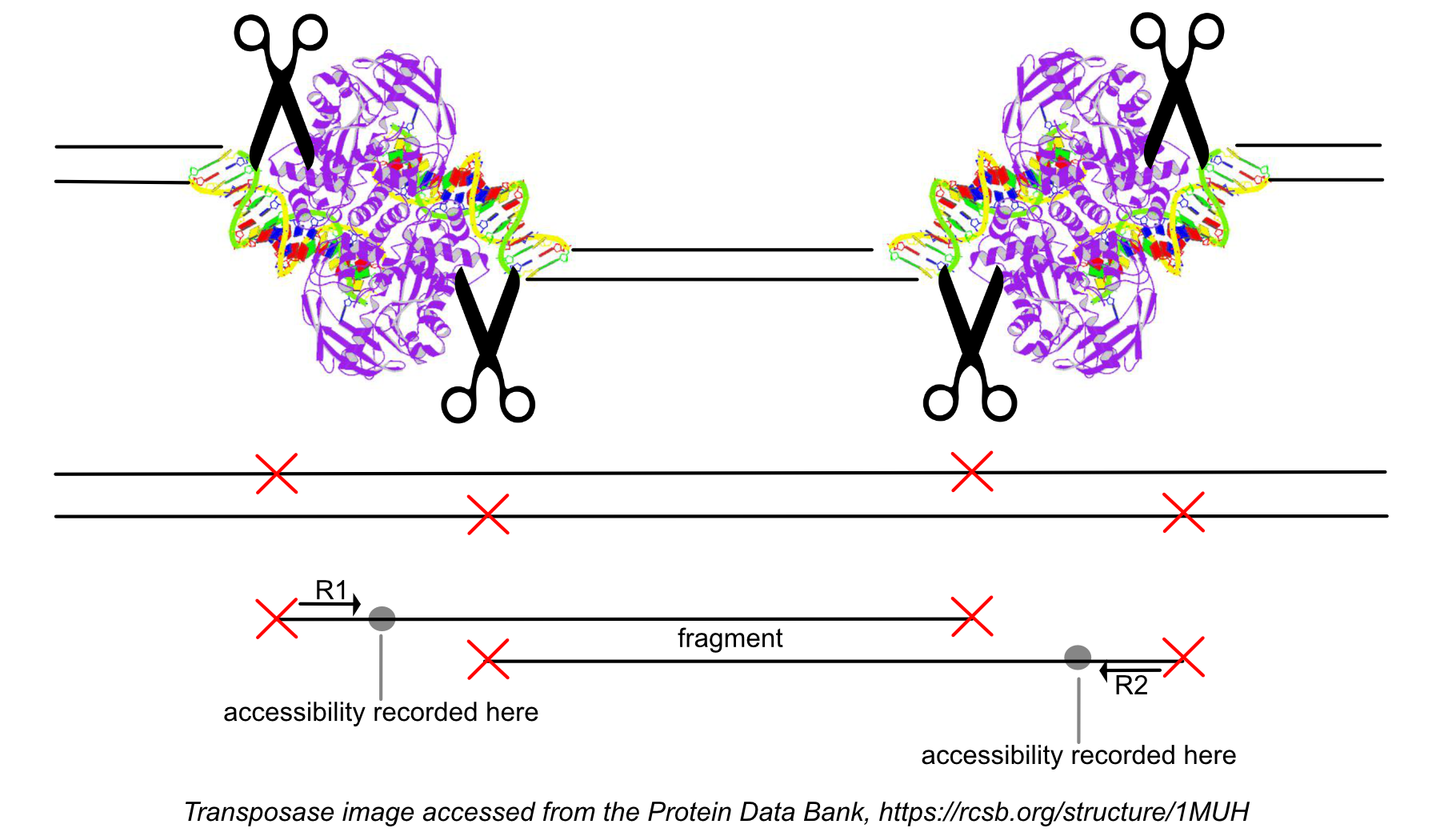 Transposase