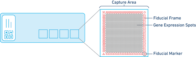 capture area